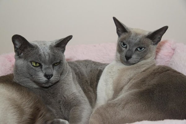 A Pair Of Burmese Cats