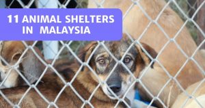 Read more about the article 10 Best Animal Shelters Malaysia 2021 – For Adoption!