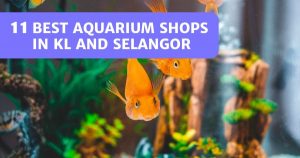 Read more about the article 11 Best Aquarium Shops KL And Selangor – Find A Fish Here!
