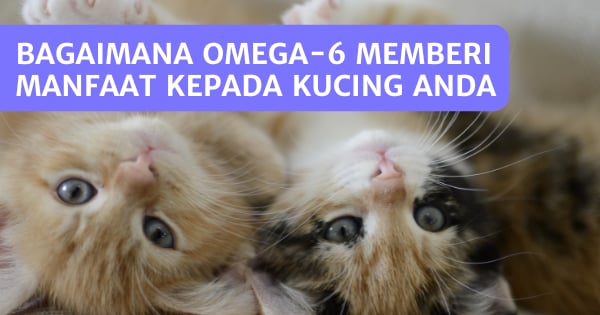 You are currently viewing Bagaimana Omega-6 Memberi Manfaat kepada Kucing Anda – Mengapa Ia Penting?