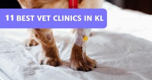 Read more about the article 11 Best Pet Clinics In Kuala Lumpur & Selangor 2021
