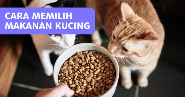 Cara Memilih Makanan Kucing