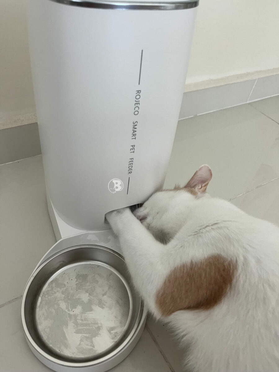 Cat Trying To Get Kibble Out Of The ROJECO 4L Automatic Pet Feeder PTM-001