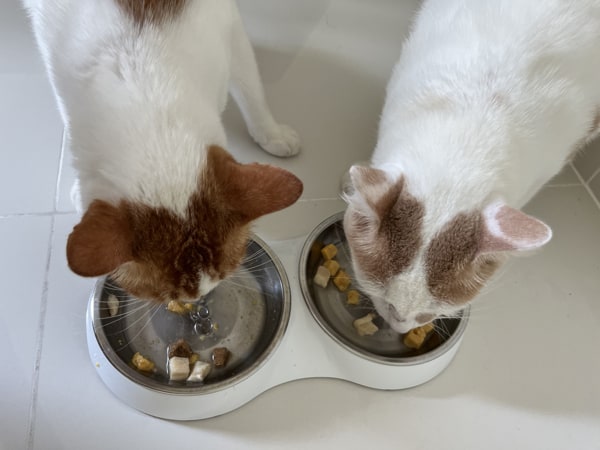 Kucing Menikmati Makanan Kering-sejuk Beku GraceFull RAW Yang Telah Direndam Dalam Air