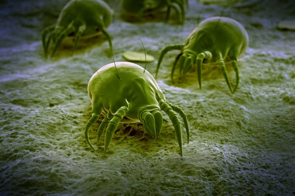 Dust mites - The Unseen Enemy Behind Allergies