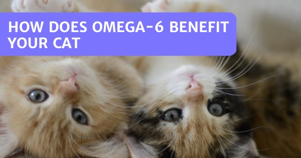 How Does Omega-6 Benefit Your Cat