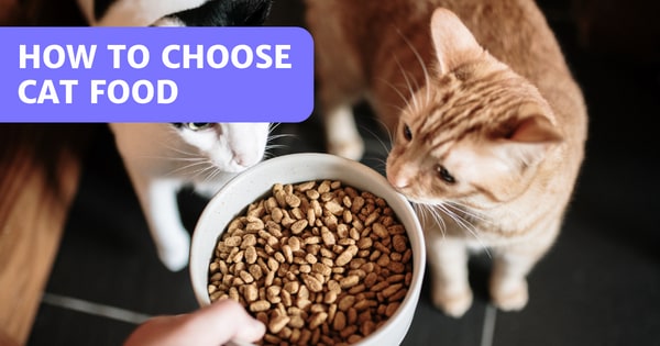 You are currently viewing How To Choose Cat Food – What Nutrition Is Important For A Cat?