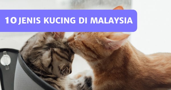 You are currently viewing 10 Baka Kucing Yang Biasa Ditemui Di Malaysia – Pilihan Popular!