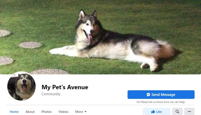 My Pet's Avenue - Facebook