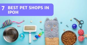 Read more about the article 7 Pet Shops In Ipoh – Pet Food In Bulk And Other Daily Supplies!