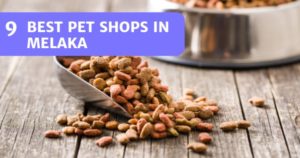 Read more about the article 9 Go-To Pet Shops In Melaka 2022 – To Get Pet Supplies From
