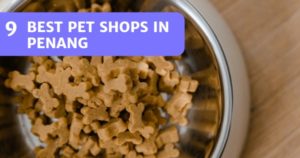 Read more about the article 9 Fantastic Pet Shops in Penang 2022 – Where To Get Pet Essentials!