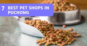 Read more about the article 7 Pet Shops In Puchong 2022 To Get Quality Pet Supplies From