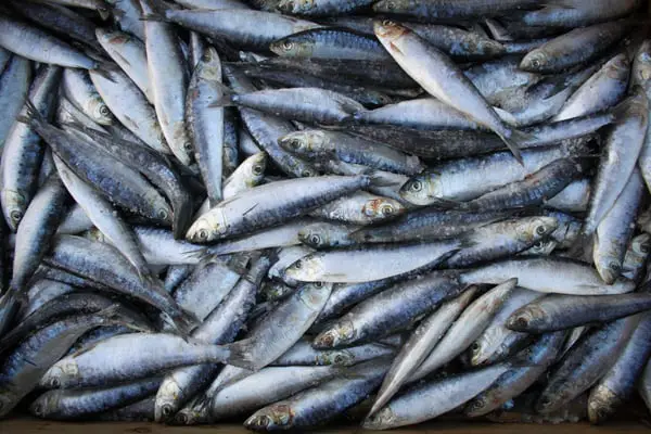 Sardines Are Lower In Mercury Than Other Types Of Ocean Fish