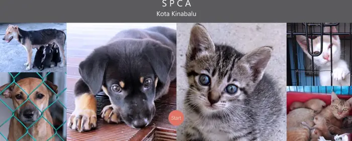 Society For The Prevention Of Cruelty To Animals Kota Kinabalu Website