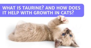 Read more about the article What Is Taurine And How Does It Help With Growth In Cats